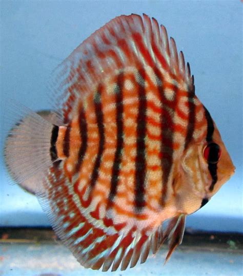 discus price philippines|Discus Fish for Sale Online USA .